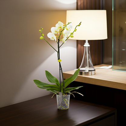 orquidea flor blanca