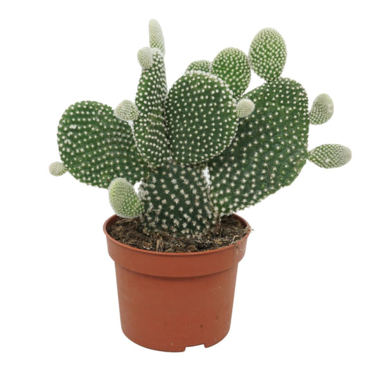 Opuntia Cactus Pala Mix