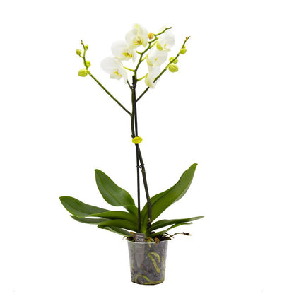 orquidea blanca