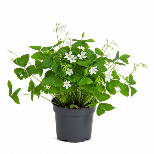 Oxalis Triangularis Verde · Ø12 cm · Altura 25-30 cm