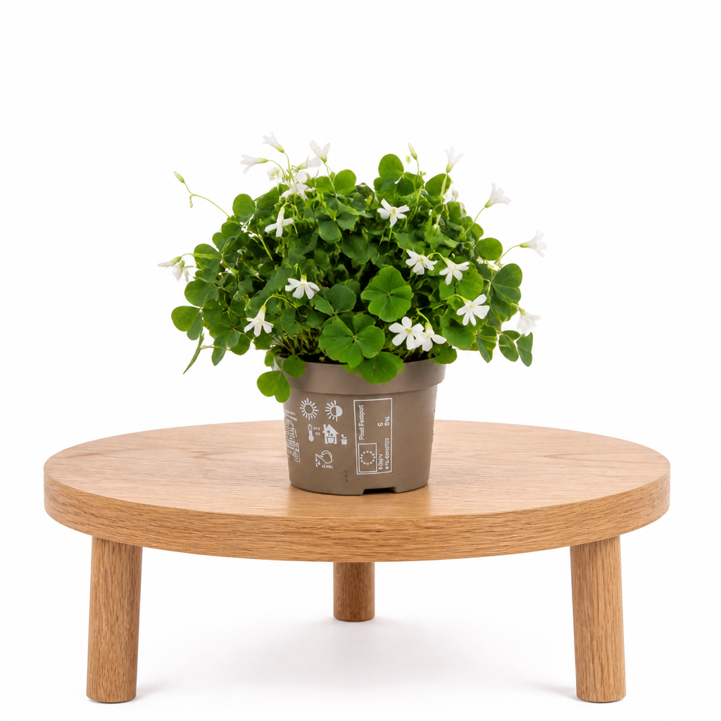 Oxalis Triangularis Verde · Ø12 cm · Altura 25-30 cm