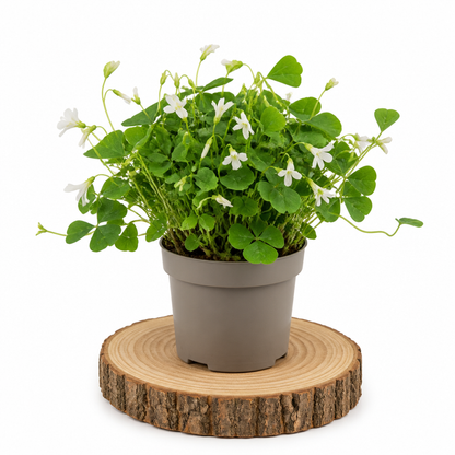 Oxalis Triangularis Verde · Ø12 cm · Altura 25-30 cm