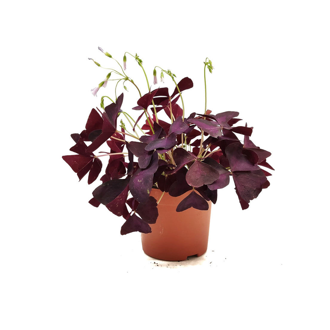 Oxalis Triangularis