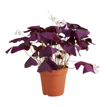 trebol morado oxalis