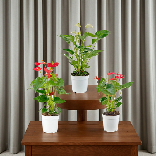 Trio Anturio: Rojo, Rosa y Blanco