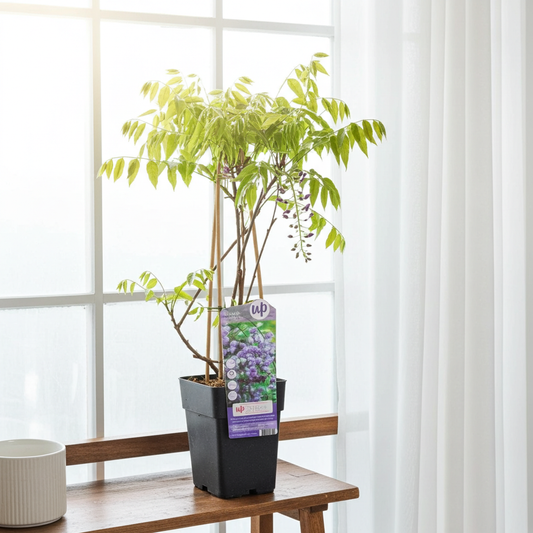 comprar wisteria