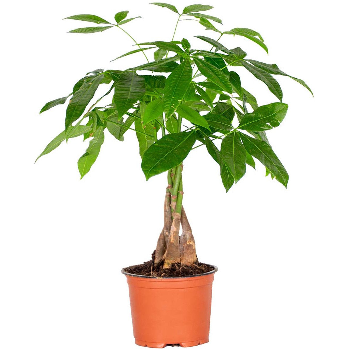 pachira aquatica