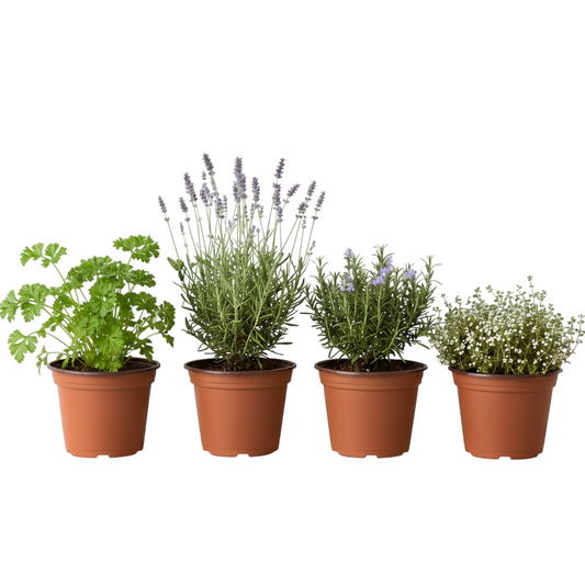 Pack Aromáticas con Perejil