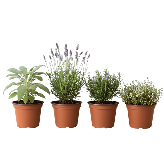 Pack Aromáticas con Salvia