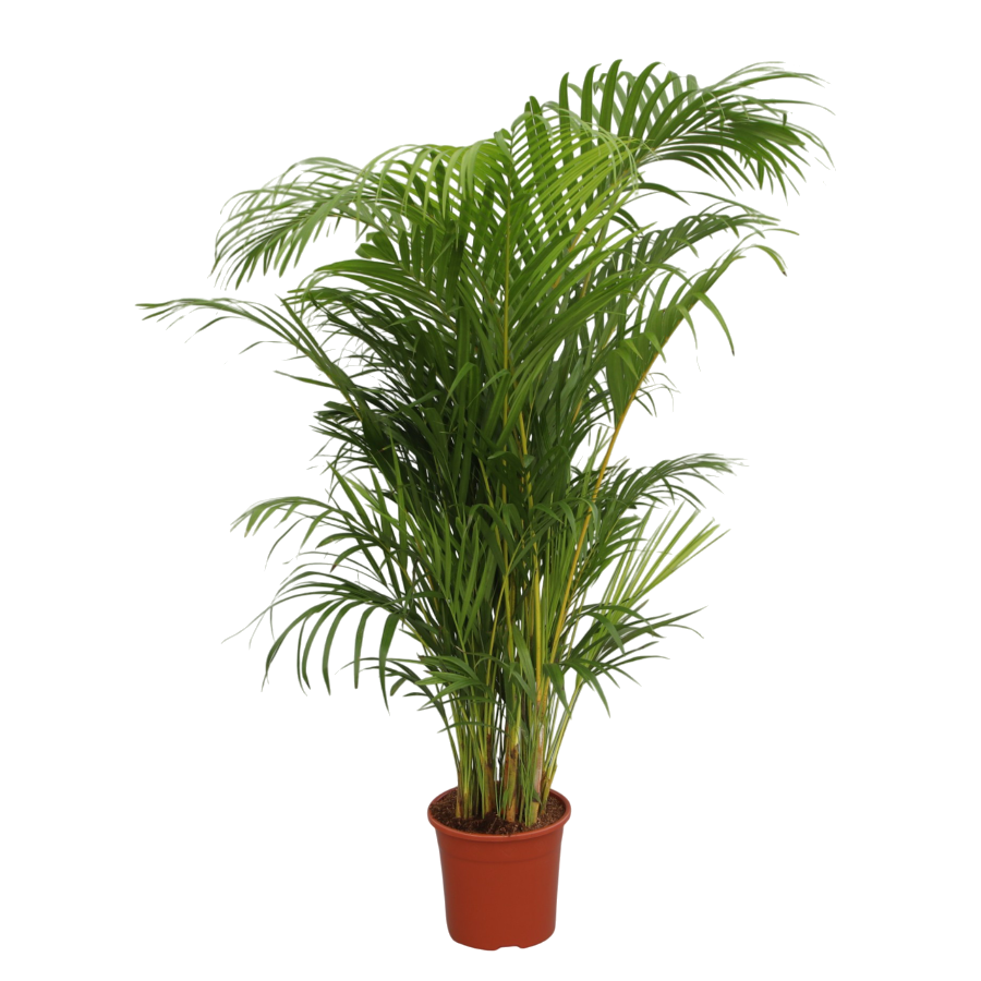 palma areca para interiores Palmera Areca XL | +100cm de Altura | Planta Purificadora