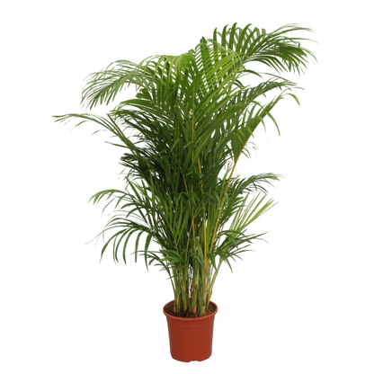 palmera areca grande