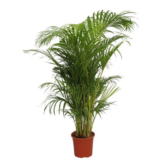 Palmera Areca +130cm