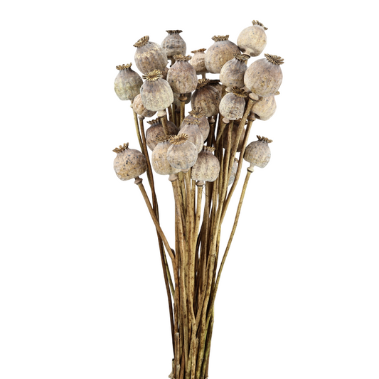 Papaver Natural