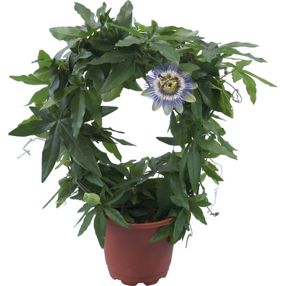 passiflora