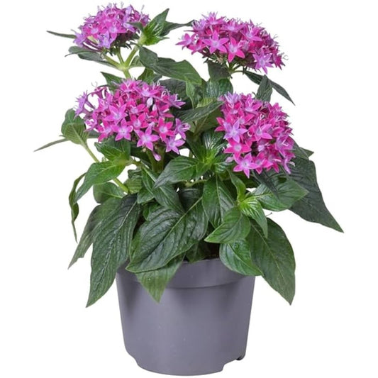 Pentas Lanceolata