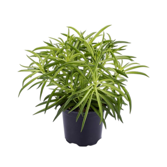Peperomia Ferreyrae
