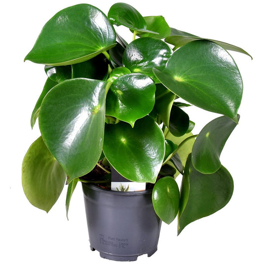 Peperomia Polybotrya Raindrop