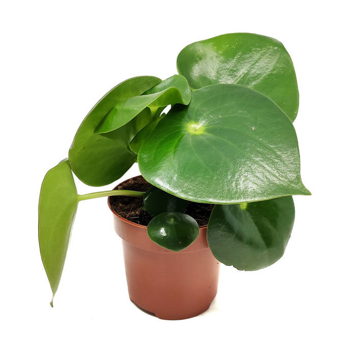 peperomia raindrop