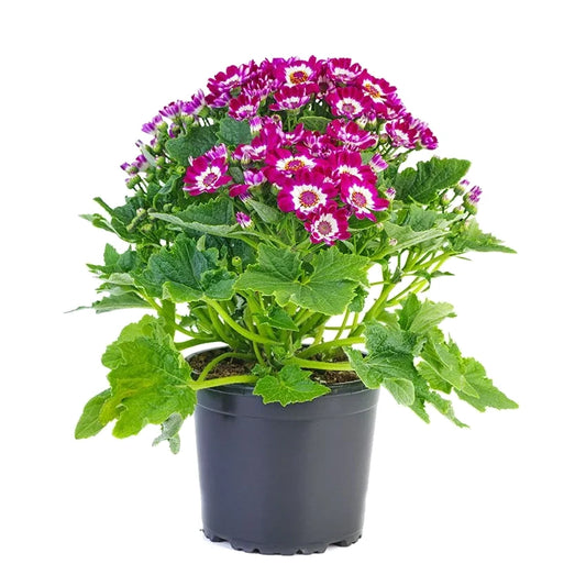 Pericallis Hybrida