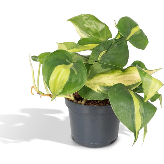 Philodendron Brasil