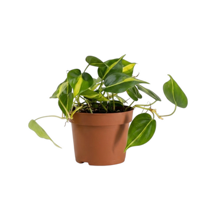 philodendron brasil