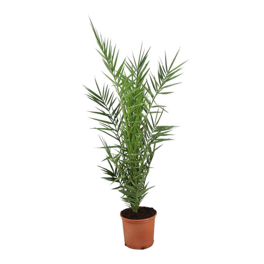 Phoenix Canariensis