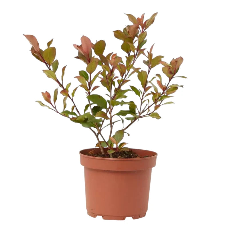 Photinia Fraseri