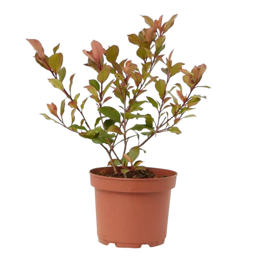 Photinia Fraseri