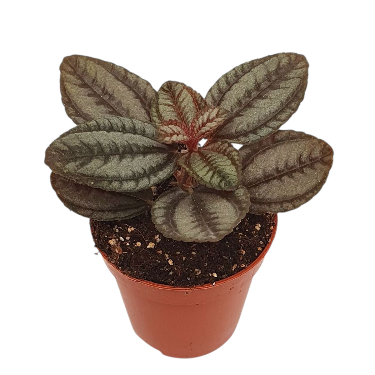 Pilea Involucrata Norfolk