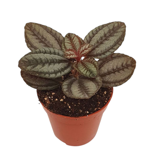 Pilea Involucrata Norfolk