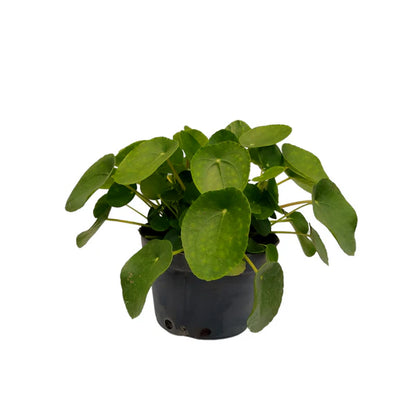 pilea
