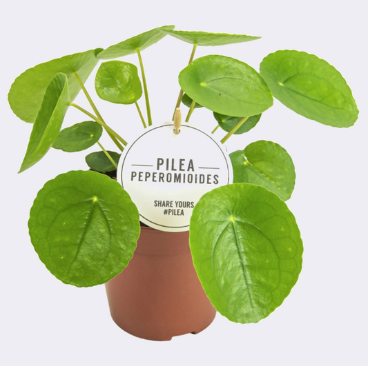 Pilea Peperomioides Planta del Dinero China
