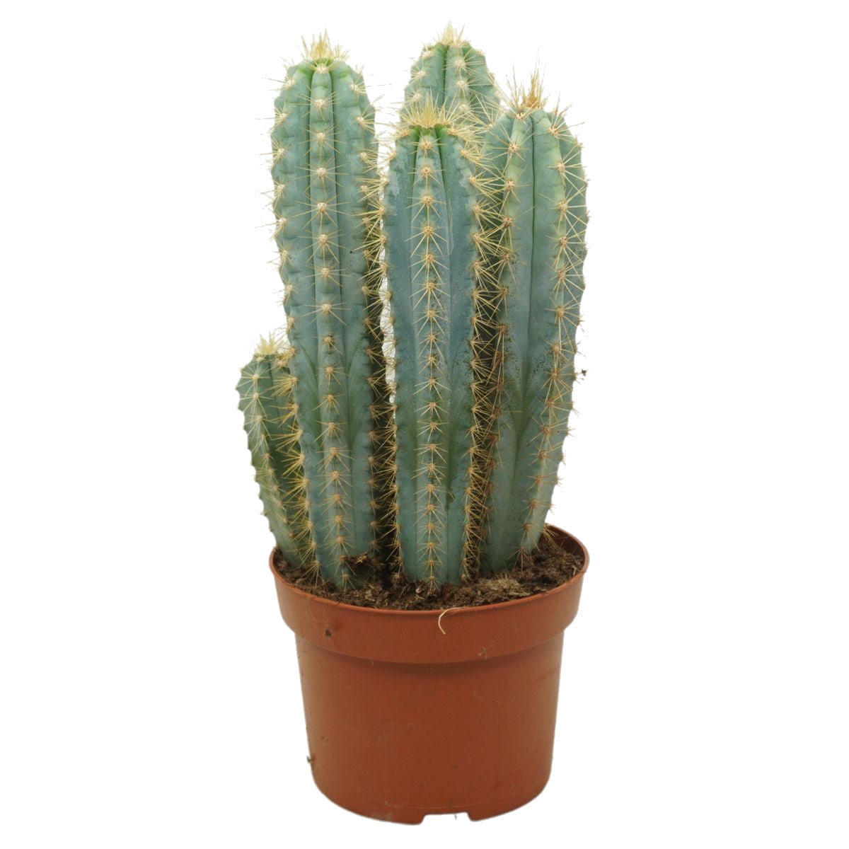 Pilosocereus Pachycladus