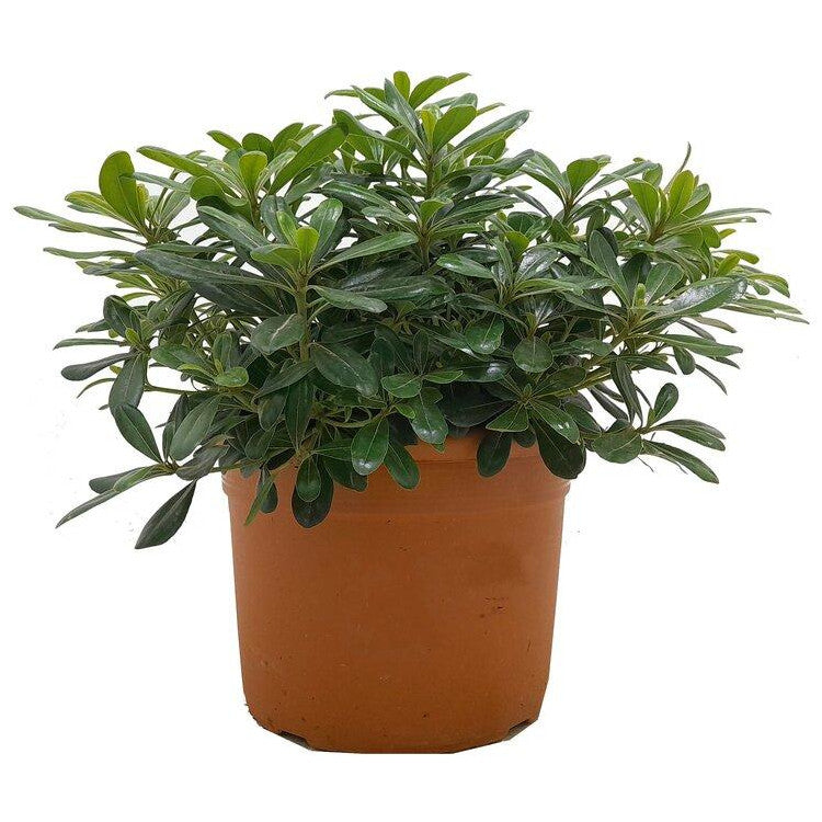Pittosporum Tobira Nana