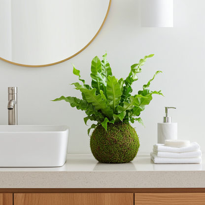 kokedama helecho asplenium