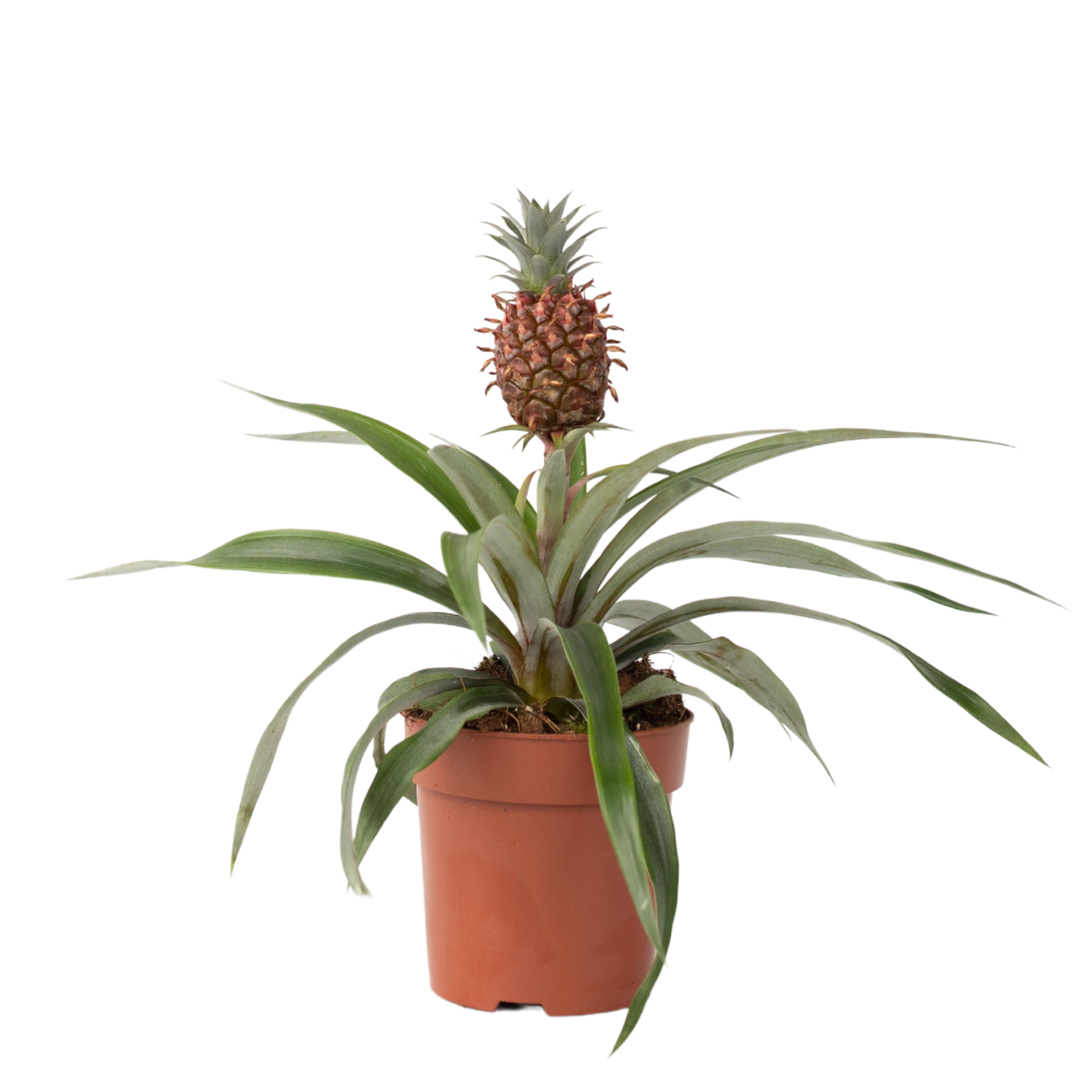 Planta de Piña | Ananas Comosus | Planta Tropical Fruto | DECOALIVE