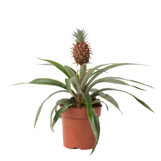 Planta de Piña