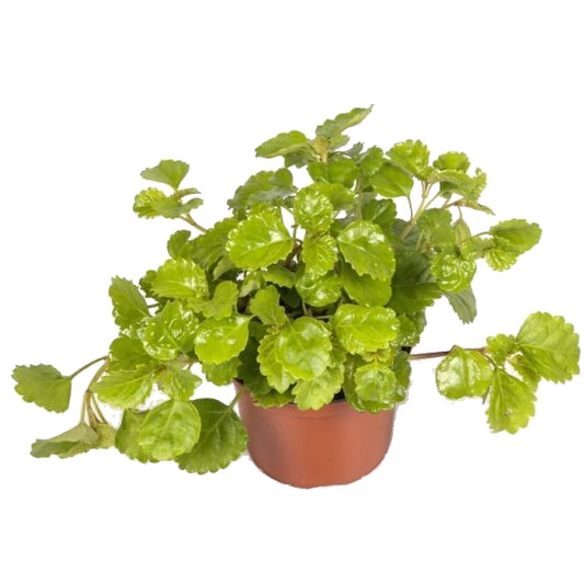 Planta del Dinero