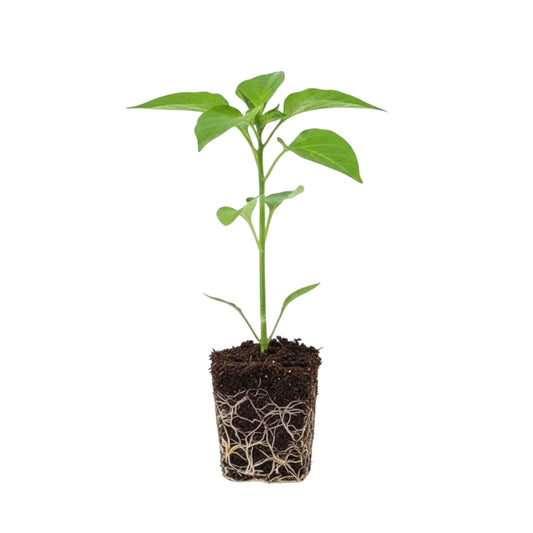 planta de pimiento italiano