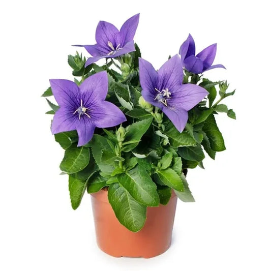 Platycodon Grandiflorus