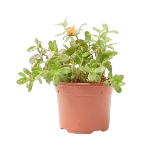 Portulaca Oleracea