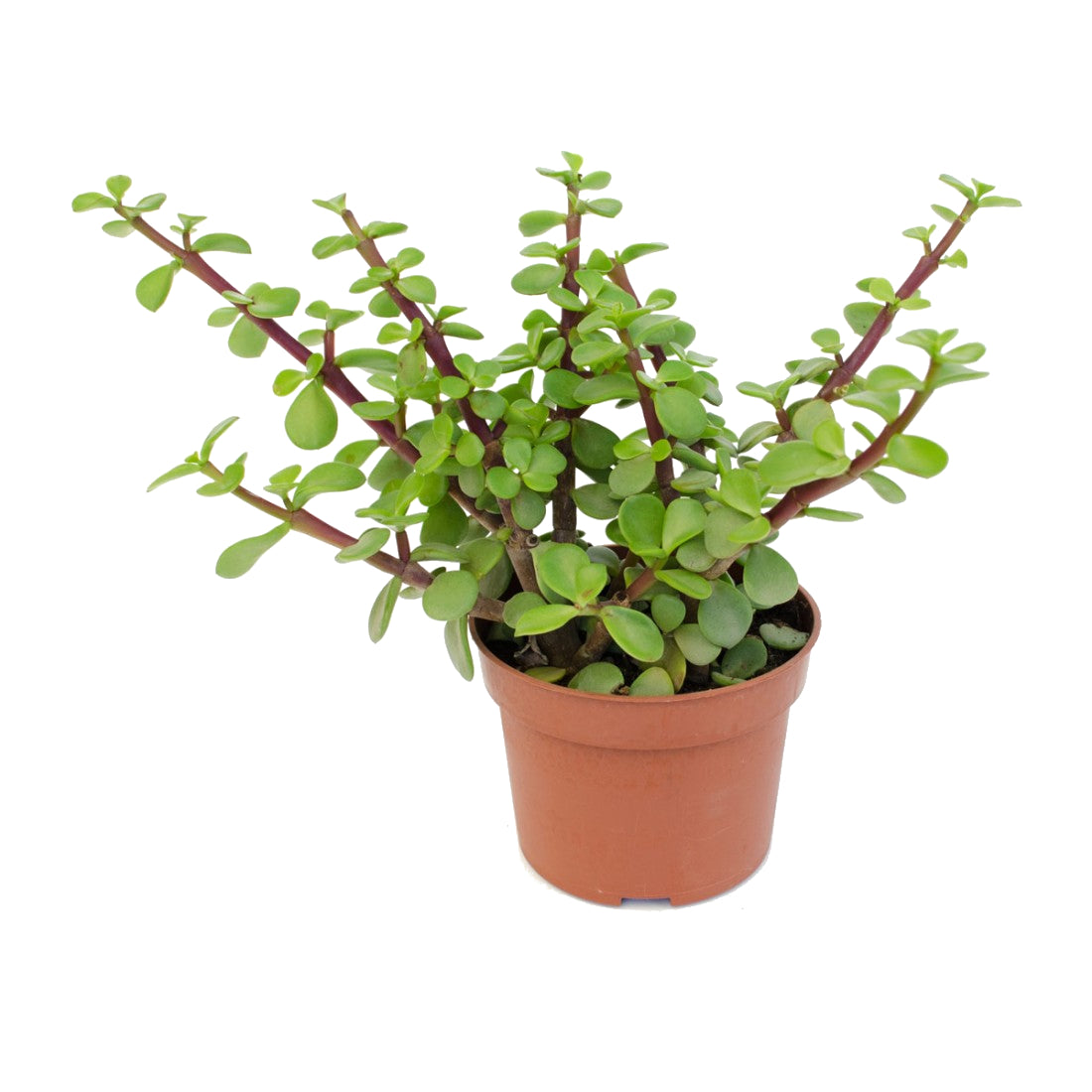 Portulacaria Afra Árbol de la Abundancia