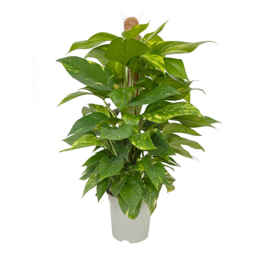 Potho Tutor 50cm