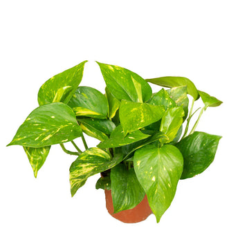 Poto o Pothos (Epipremnum aureum)