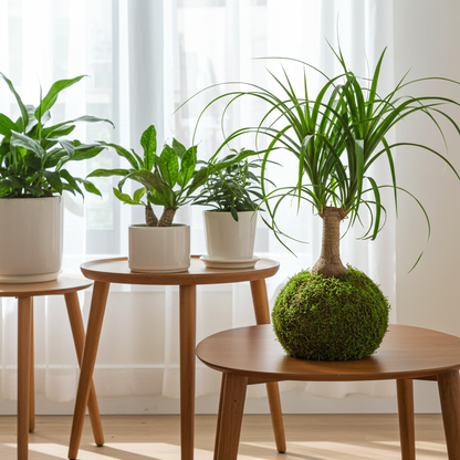 kokedama beaucarnea recurvata