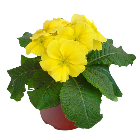Primula Acaulis