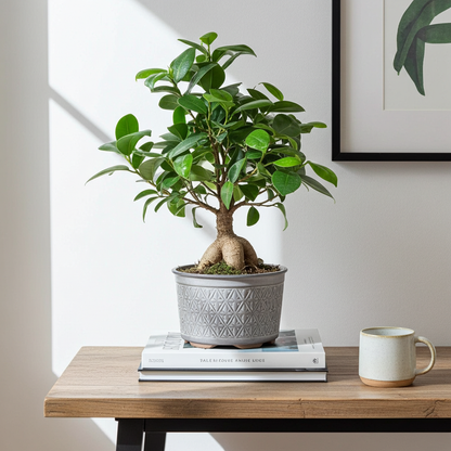 planta ficus ginseng