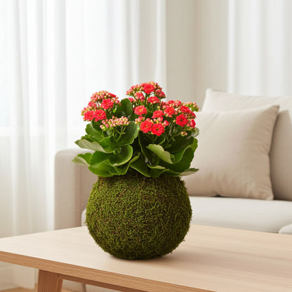kokedama kalanchoe calandiva