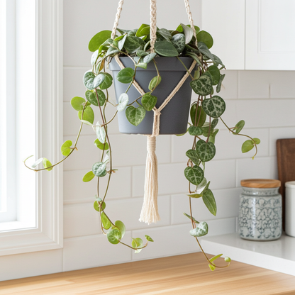 ceropegia woodii planta corazon