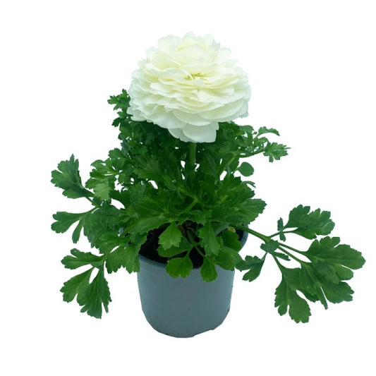 Ranunculus Asiaticus